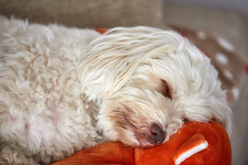 White havanese dog sleeping on an orange toy fox
