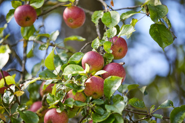 Ripe apples hanging on an apple tree