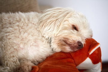 White havanese dog sleeping on an orange toy fox