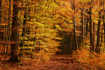 Obrazy na Szkle  Jesienny krajobraz z drogą w lesie