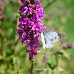 Schmetterling auf rosa Blüten - Kohlweißling