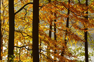 Obrazy na Szkle  Jesienny krajobraz z jeziorem