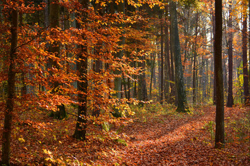Autumn landscape with road in forest