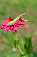 Praying mantis on a flower