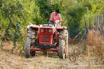 Obraz premium Old farmer with tractor harvesting plums