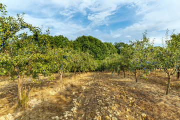 Fototapeta na wymiar Orchard of plum trees