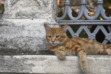 Yellow cat lying on a stone wall