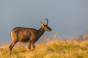 Chamois