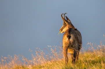 Chamois