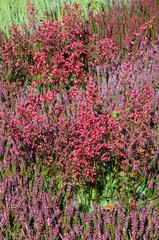 Fototapeta premium Heidegarten blüht in verschiedenen Arten und Farben mit Purpurglöckchen
