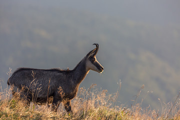 Chamois