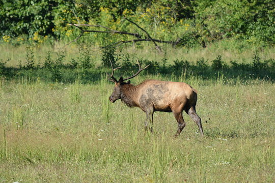 Elk enjoying the afternoon