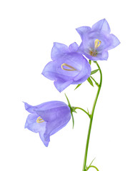 Fototapeta na wymiar beautiful blooming bluebell flower is isolated on white backgrou