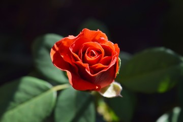 Red Rose on the Branch