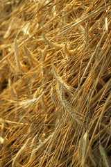 A lot of rye ears