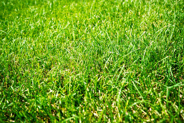 Natural green grass natural background. Soft focus