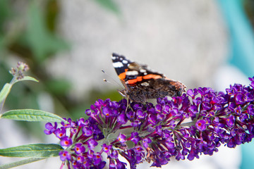 The Red Admiral butterfly on buddleja davidii (summer lilac) flowers