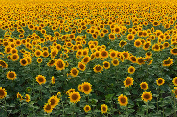Obraz premium Bluming sunflowers field