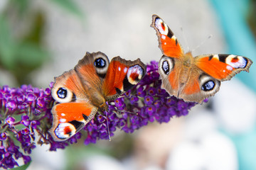 The European Peacock butterflies on buddleja davidii (summer lilac) flowers