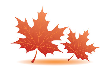 Autumn Leaves, vector illustration