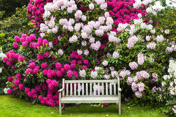 Fototapety  Ogród rododendronów z drewnianą ławką.