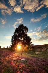 Obraz premium sunbeams behind birch tree and heather