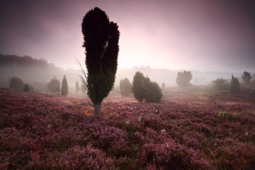 juniper trees and heather at misty sunrise