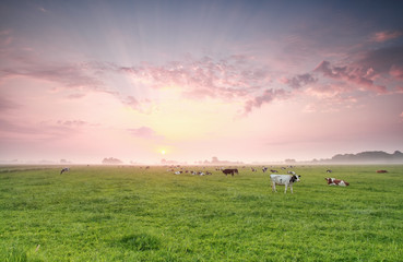 Obraz na płótnie Canvas cows on pasture at sunrise