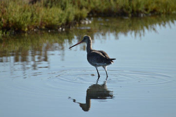  paisaje, naturaleza, rio, doñana, bosque, vegetacion, fauna, flora, animales, flamencos, aves, marismas, humedales, salinas, plantas, parque,  