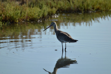  paisaje, naturaleza, rio, doñana, bosque, vegetacion, fauna, flora, animales, flamencos, aves, marismas, humedales, salinas, plantas, parque,  