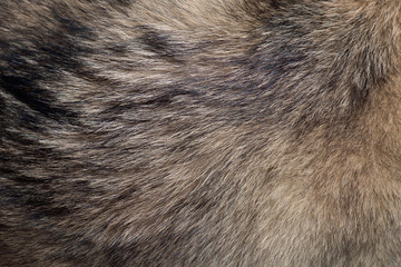 Fur of wolf / Abstract texture background of fur of wolf. - 120358049