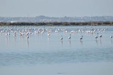 paisaje de naturaleza en las marismas de bonanza 