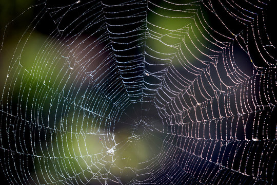 nice web in mornig dew