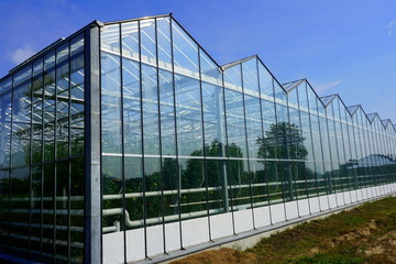 Glass greenhouses for vegetables and fruits with reflection of trees and sky