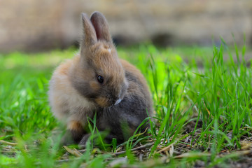 Fototapeta premium Tavşan için yemek vakti...