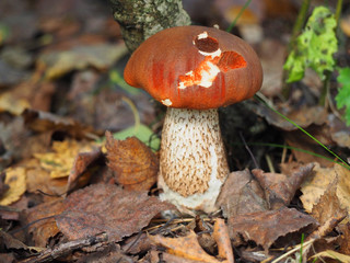 mushrooms, boletus growing
