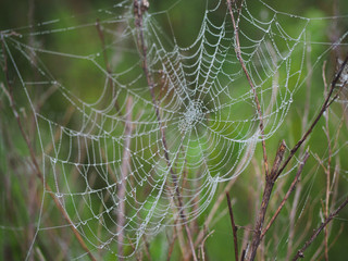 Web in drops of dew