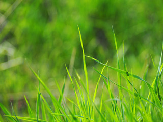 young spring grass