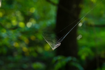Spider sitting in the center spiral threads of its web