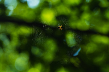Spider sitting in the center spiral threads of its web
