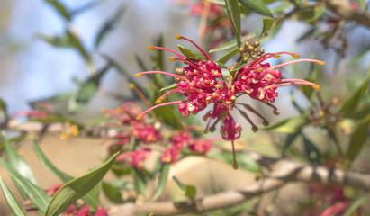 Red Flower of Australian Grevillea splendour