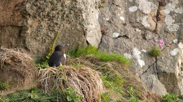 Razorbill (Alca torda) on Skomer Island, Wales, Pembrokeshire, South Wales, UK