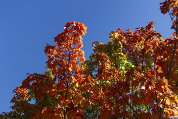 Colorful Tree in Bar Harbor, USA, 2015