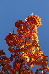 Colorful Tree in Bar Harbor, USA, 2015