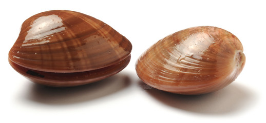 Callista chione Smooth clam صدف هموار 