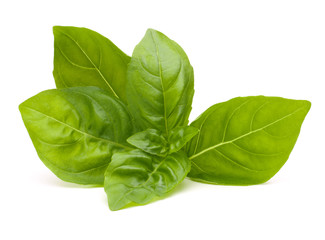Sweet basil leaves