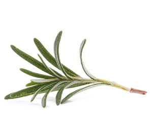 Fototapeta premium rosemary herb spice leaves isolated on white background cutout