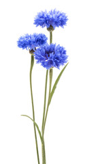Blue Cornflower Herb or bachelor button flower bouquet isolated