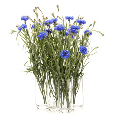 Blue Cornflower Herb or bachelor button flower bouquet isolated