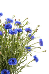 Fototapeta premium Blue Cornflower Herb or bachelor button flower bouquet isolated
